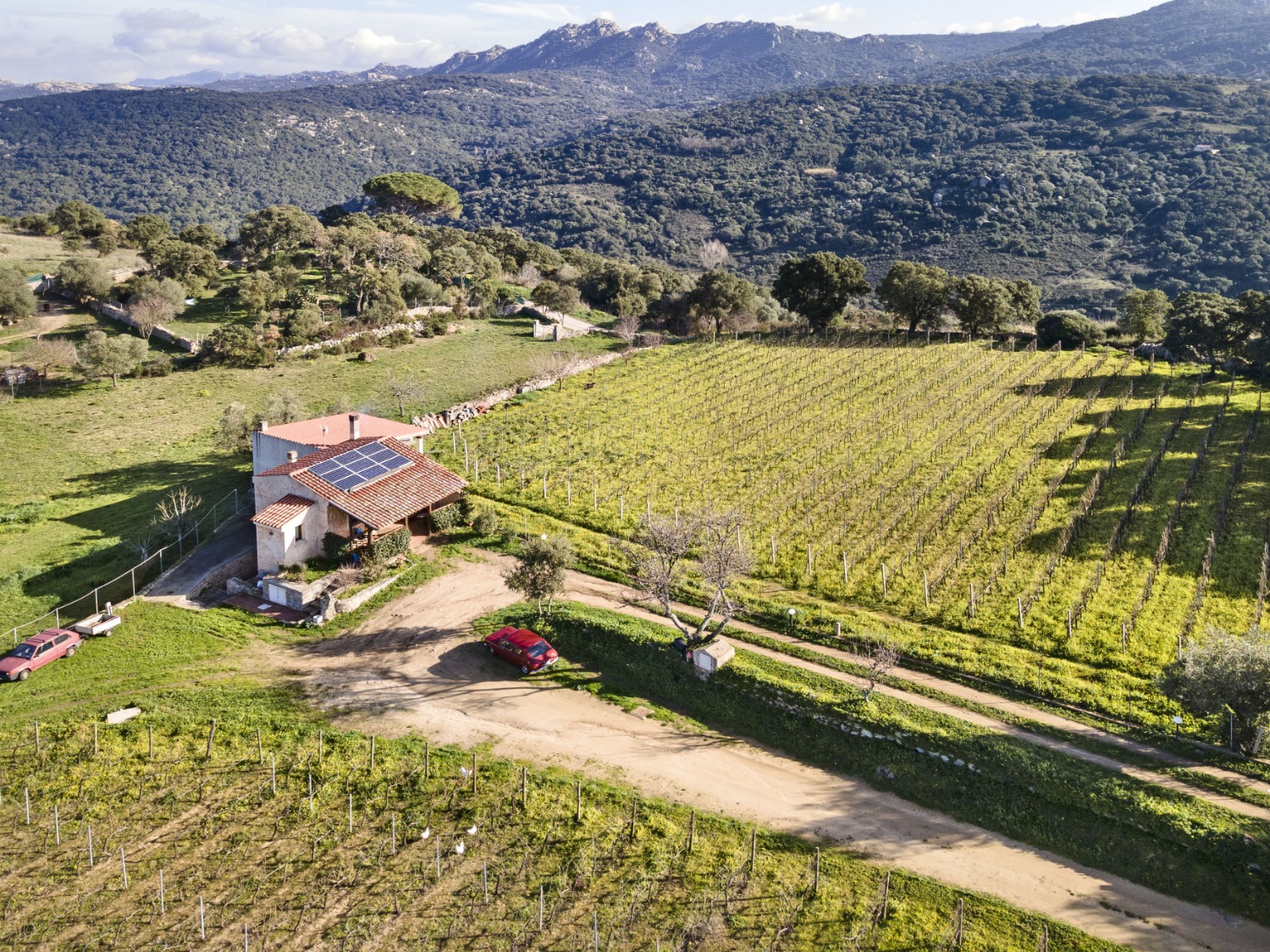 Azienda Agricola Azzolu vigneto a Cannonau